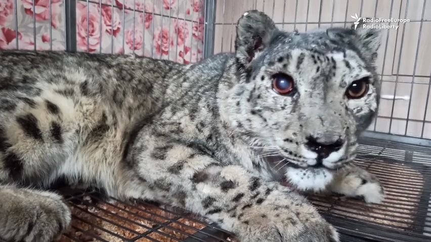V hlavě sněžného leoparda uvázlo 52 broků, přesto zůstal naživu